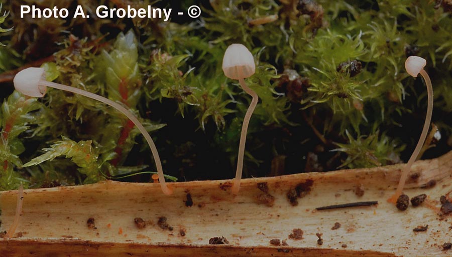 Mycena pterigena