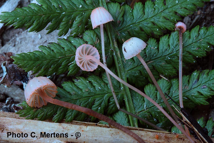 Mycena pterigena