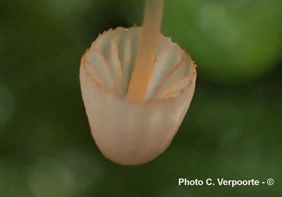 Mycena pterigena