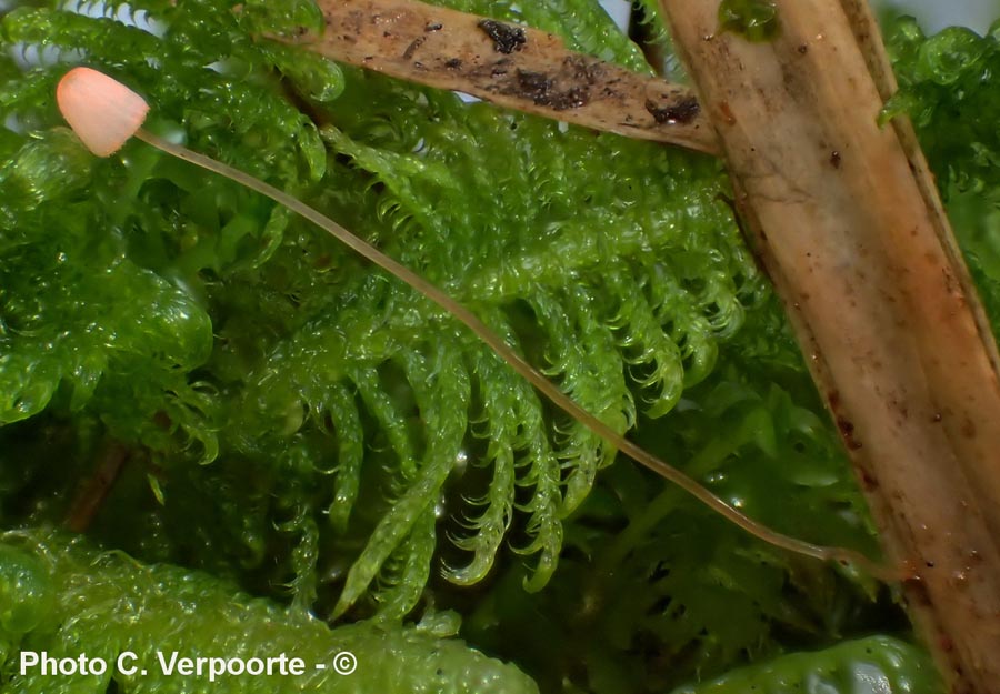 Mycena pterigena