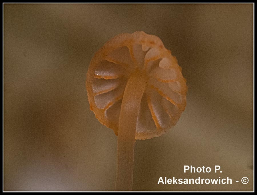 Mycena pterigena