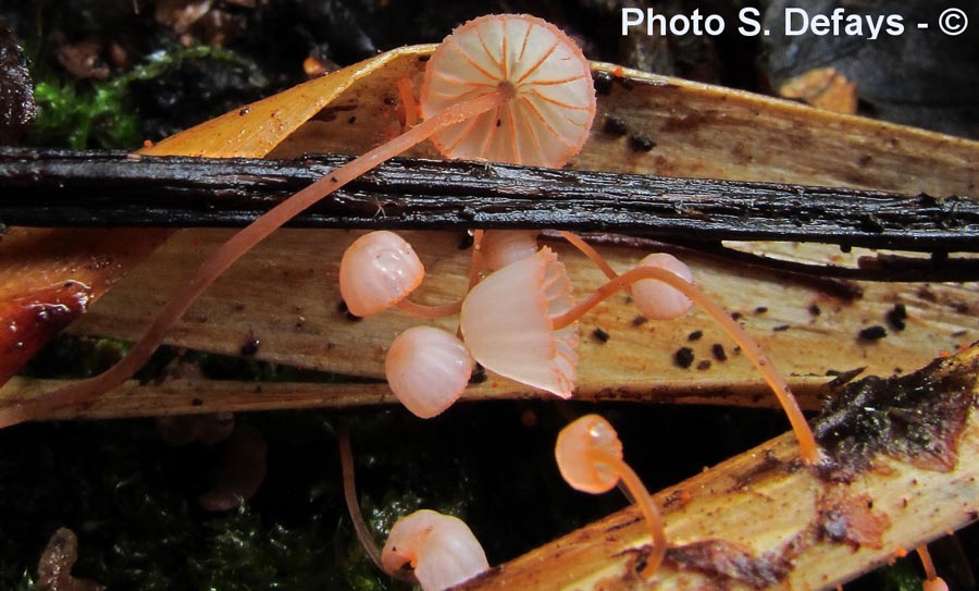 Mycena pterigena