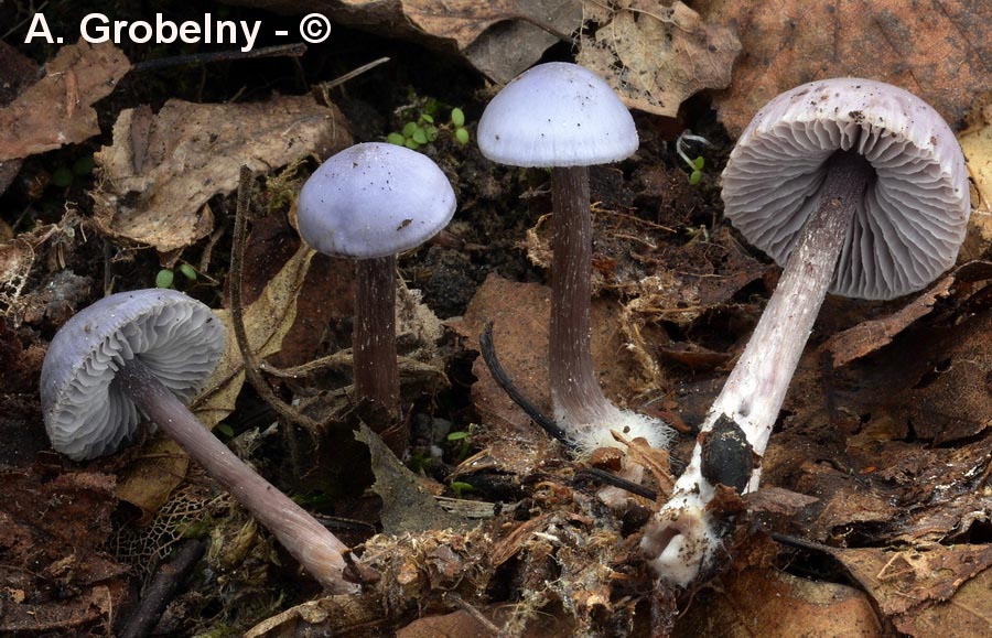 Mycena pura f. ianthina (Mycena pura)