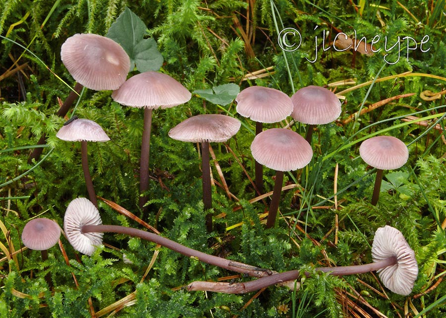 Mycena pura f. roseoviolacea