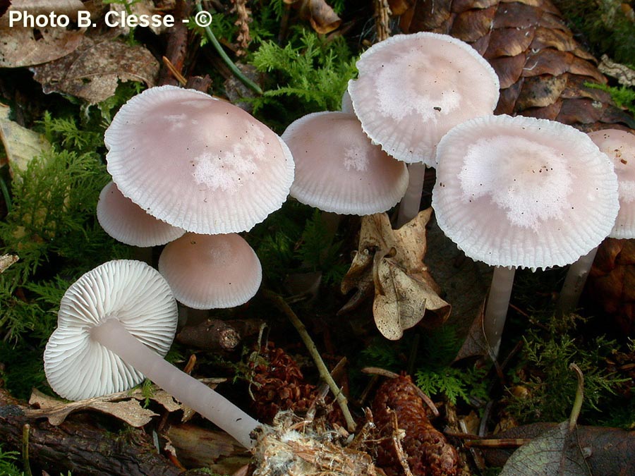 Mycena pura