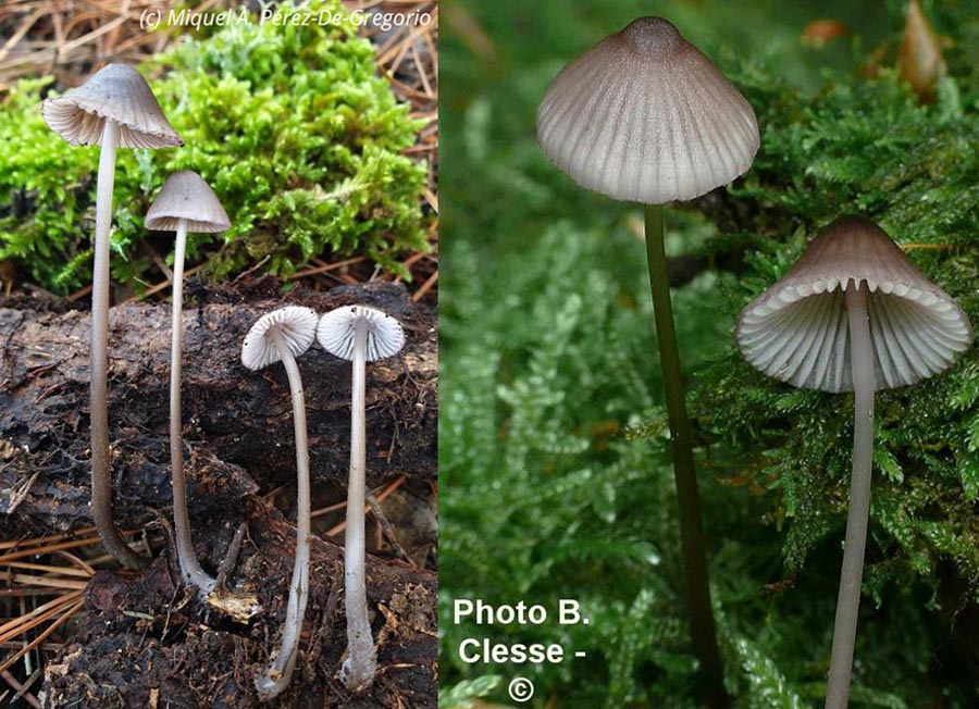 Mycena purpureofusca