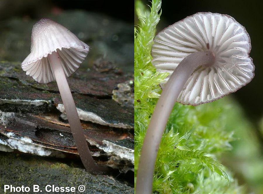 Mycena purpureofusca