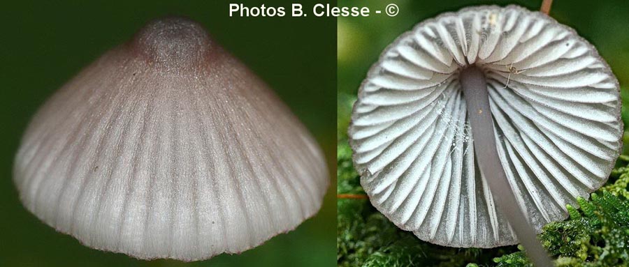 Mycena purpureofusca