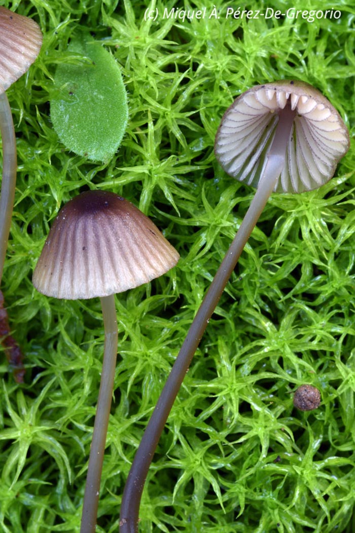 Mycena purpureofusca