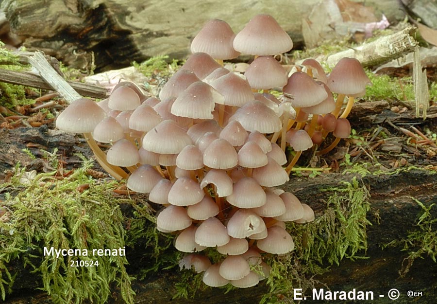 Mycena renati