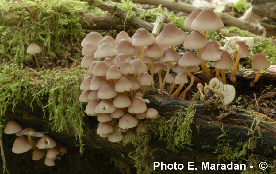 Mycena renati