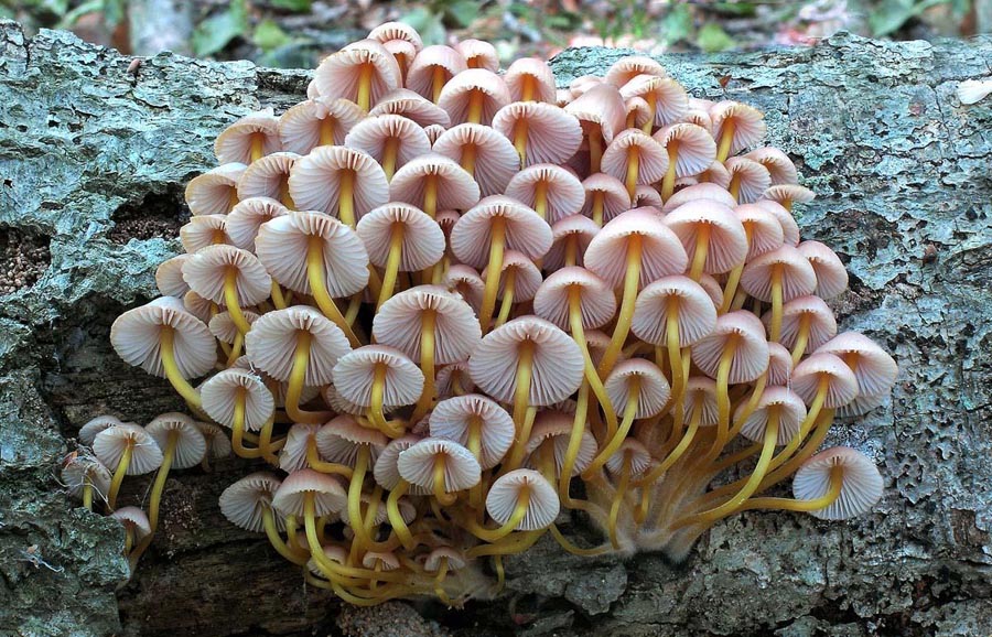 Mycena renati