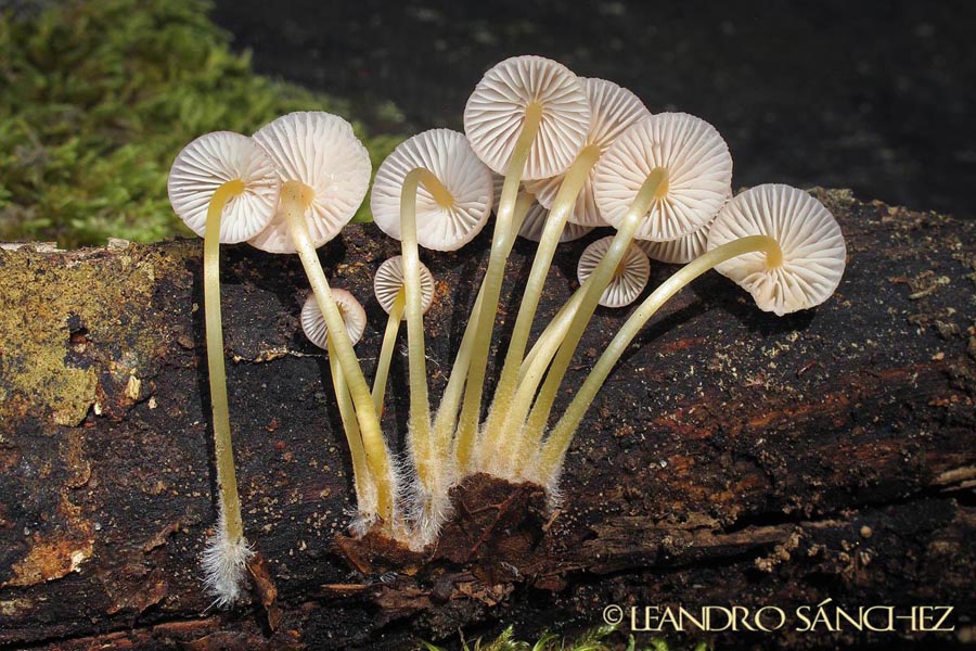 Mycena renati