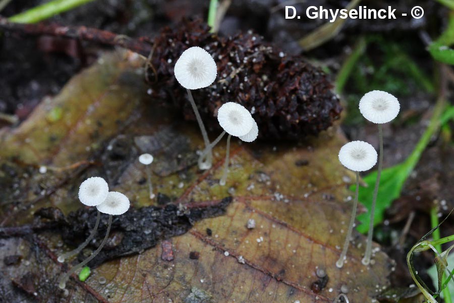 Mycena rhenana