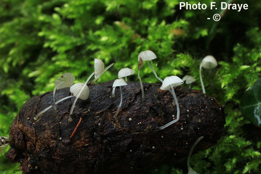 Mycena rhenana