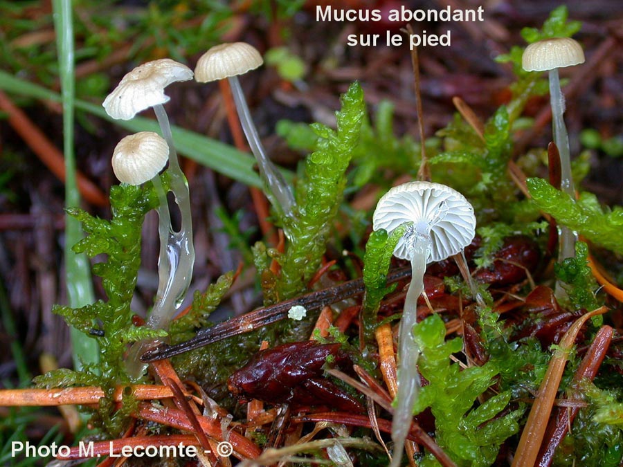 Mycena rorida (Roridomyces roridus)