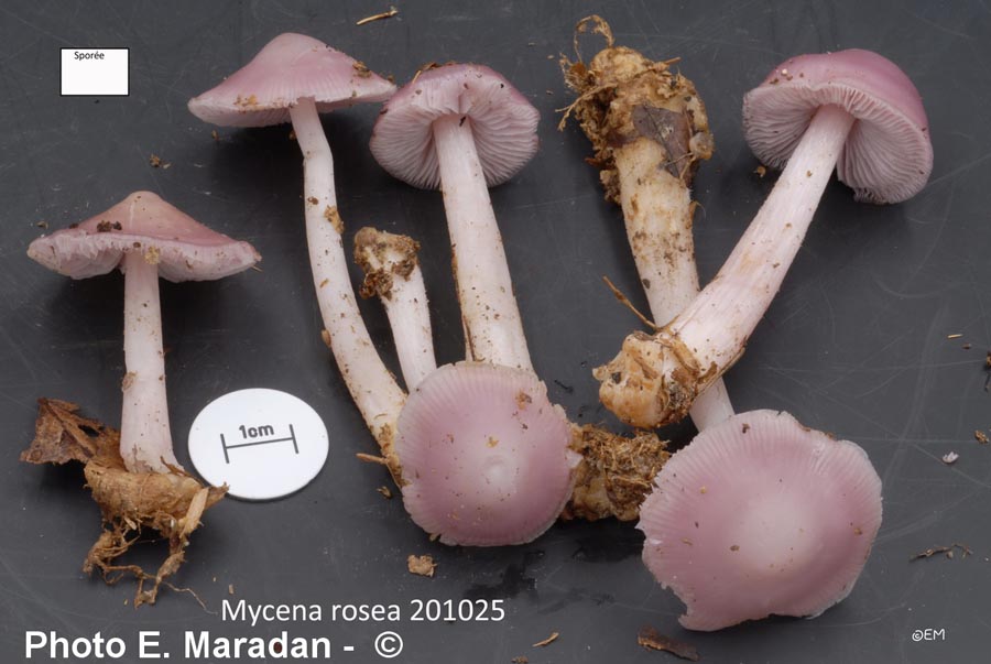 Mycena rosea