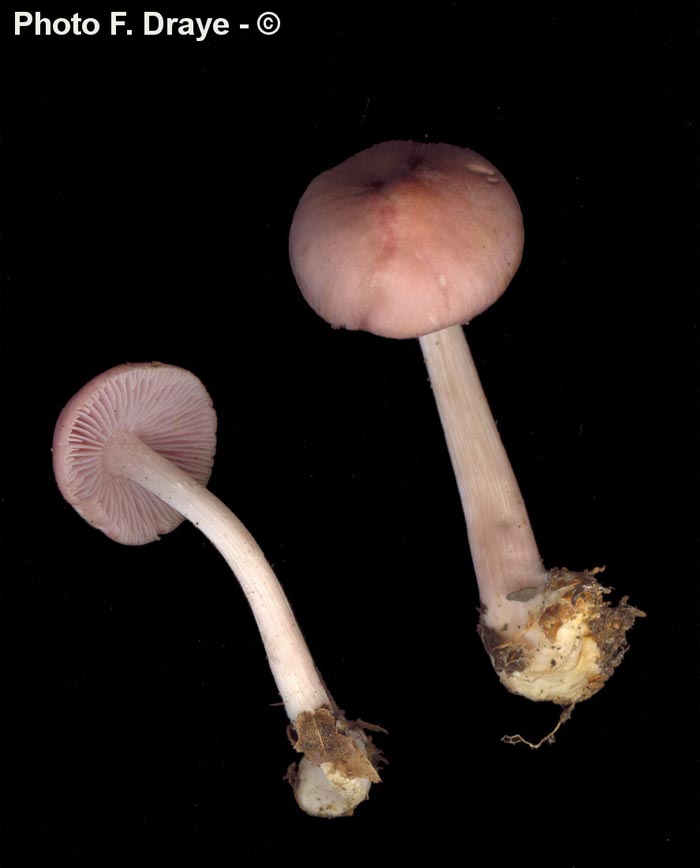 Mycena rosea