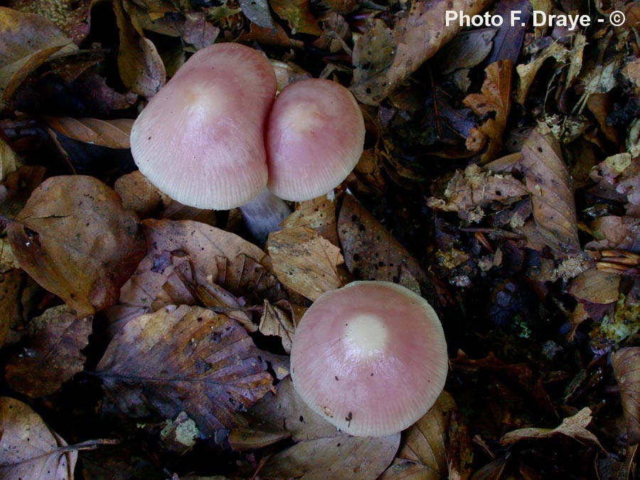 Mycena rosea