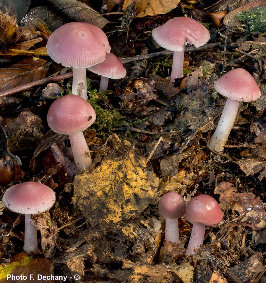 Mycena rosea