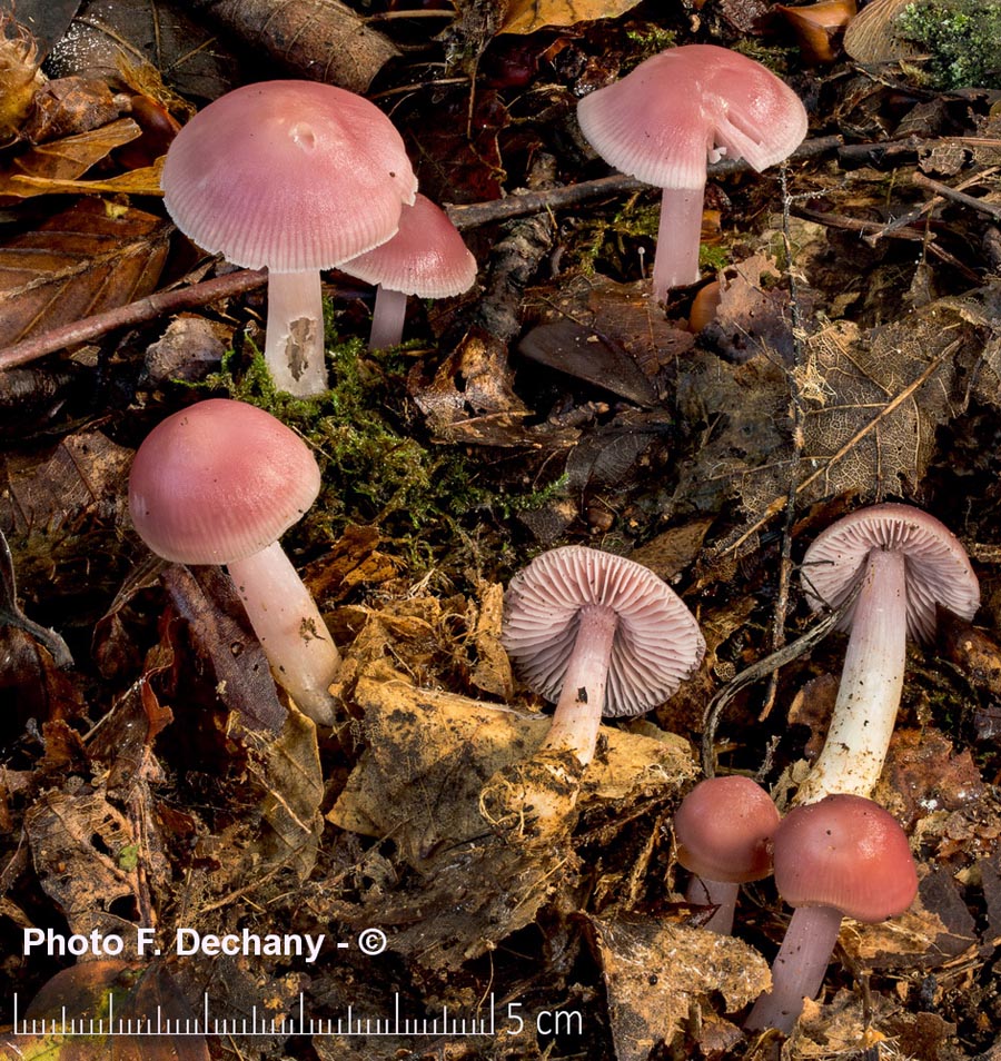 Mycena rosea