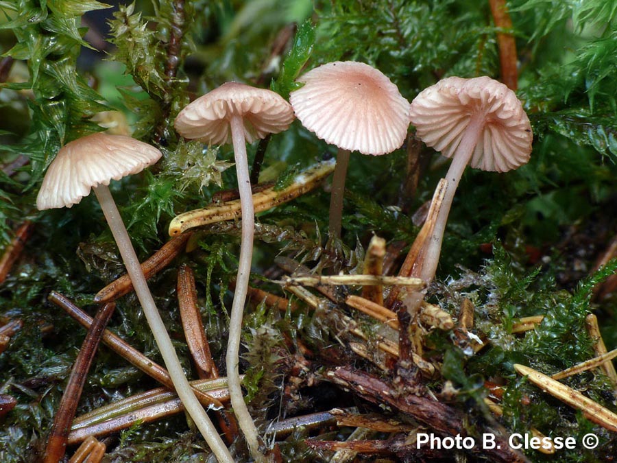 Mycena rosella