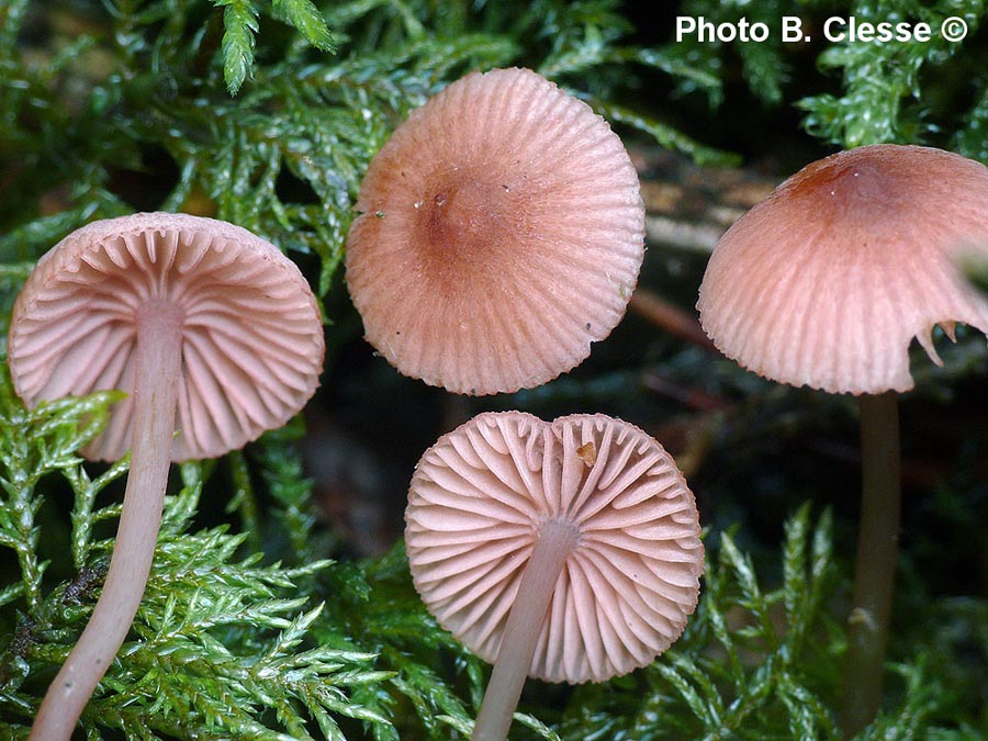 Mycena rosella