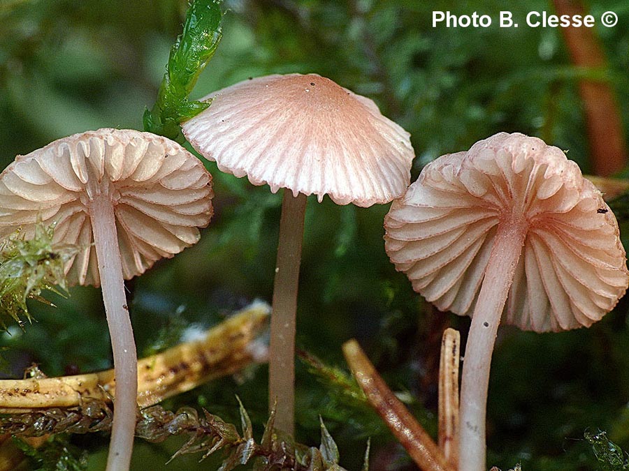 Mycena rosella