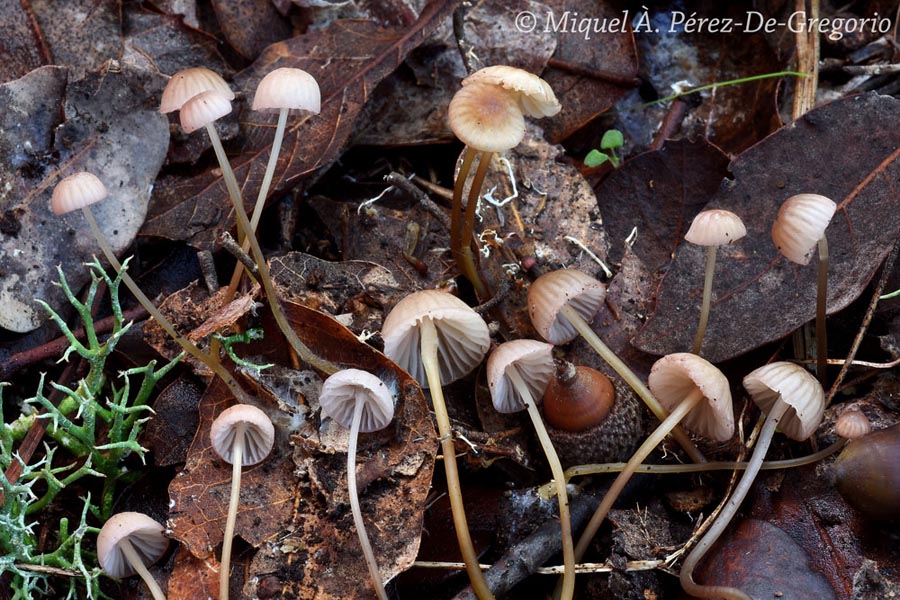 Mycena roseoquercina