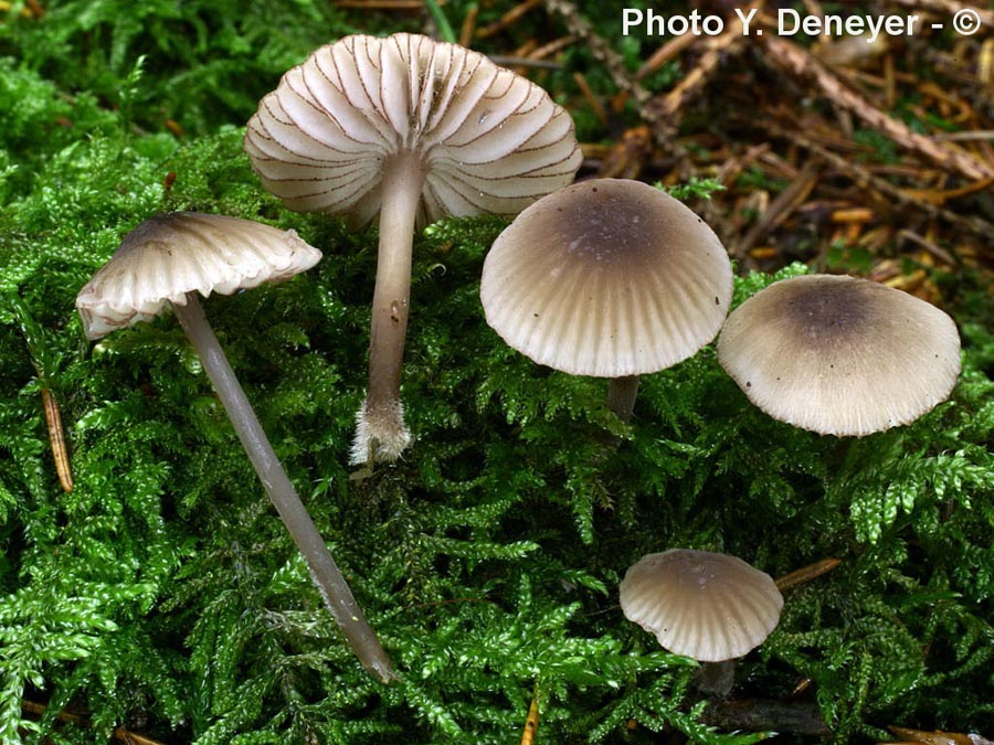 Mycena rubromarginata