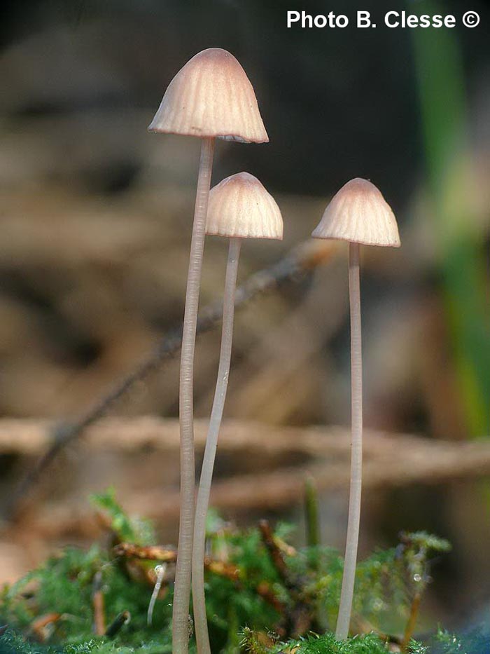 Mycena sanguinolenta