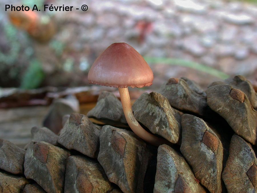 Mycena seynii