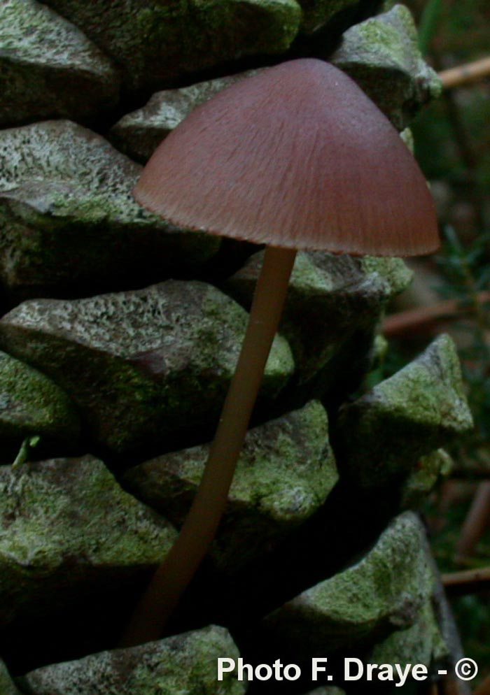 Mycena seynii