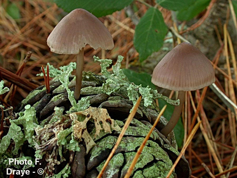 Mycena seynii