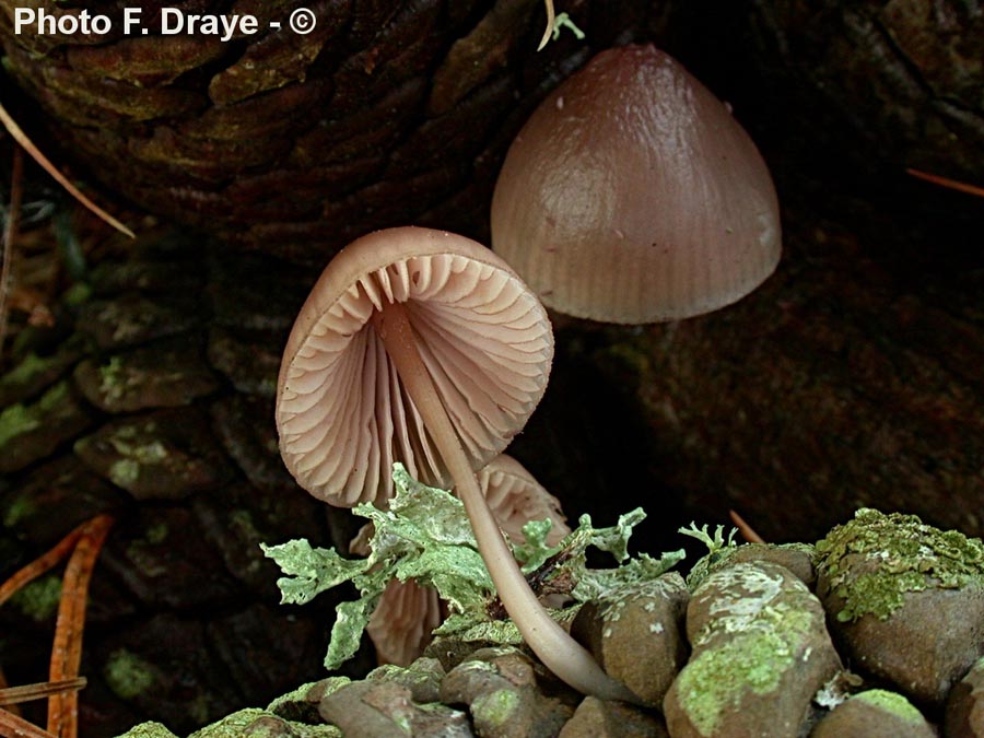 Mycena seynii