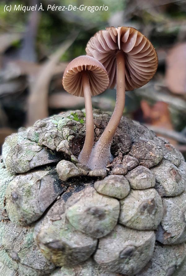 Mycena seynii