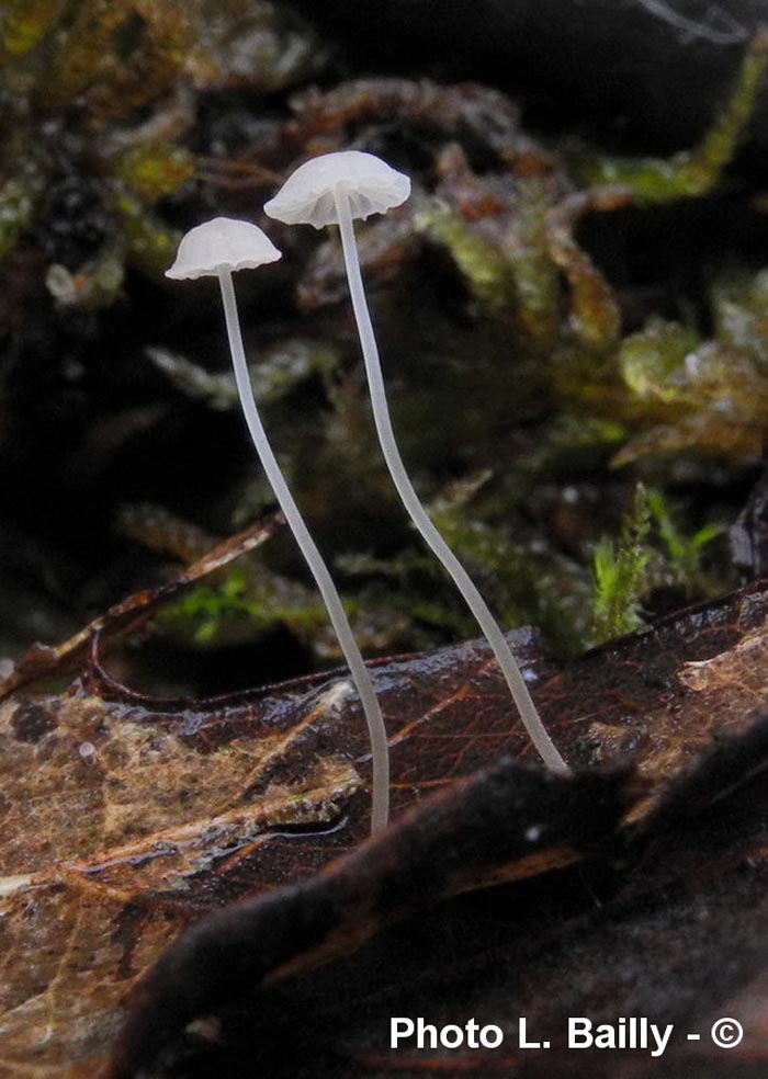 Mycena smithiana