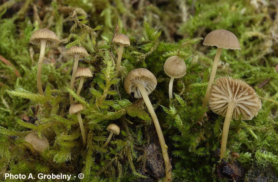 Mycena speirea (Phloeomana speirea)