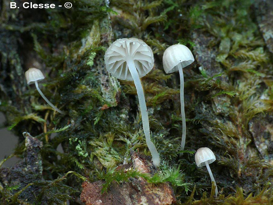 Mycena speirea fo. candida