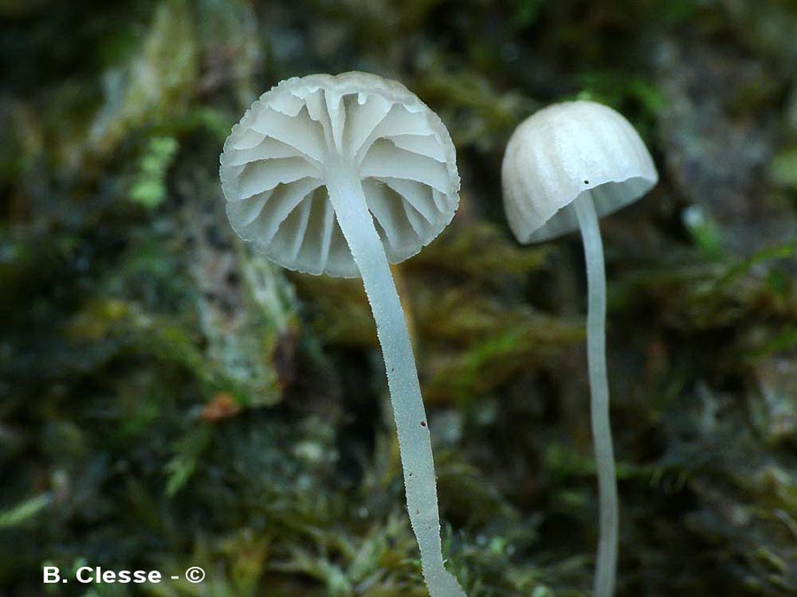 Mycena speirea fo. candida