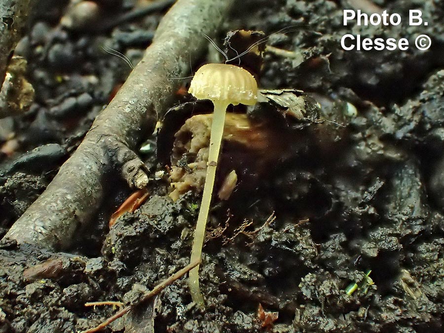 Mycena speirea (Phloeomana speirea)