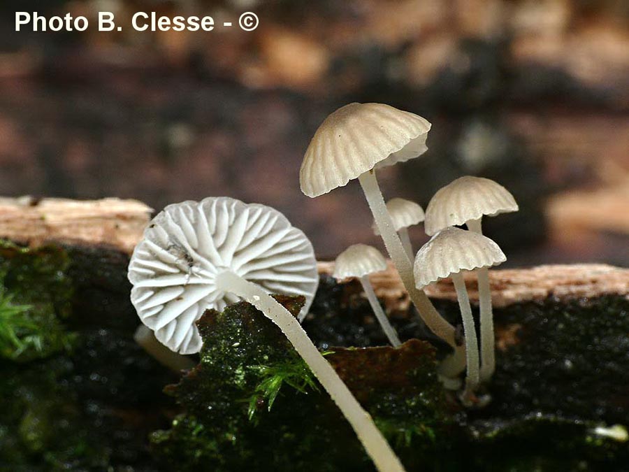 Mycena speirea (Phloeomana speirea)