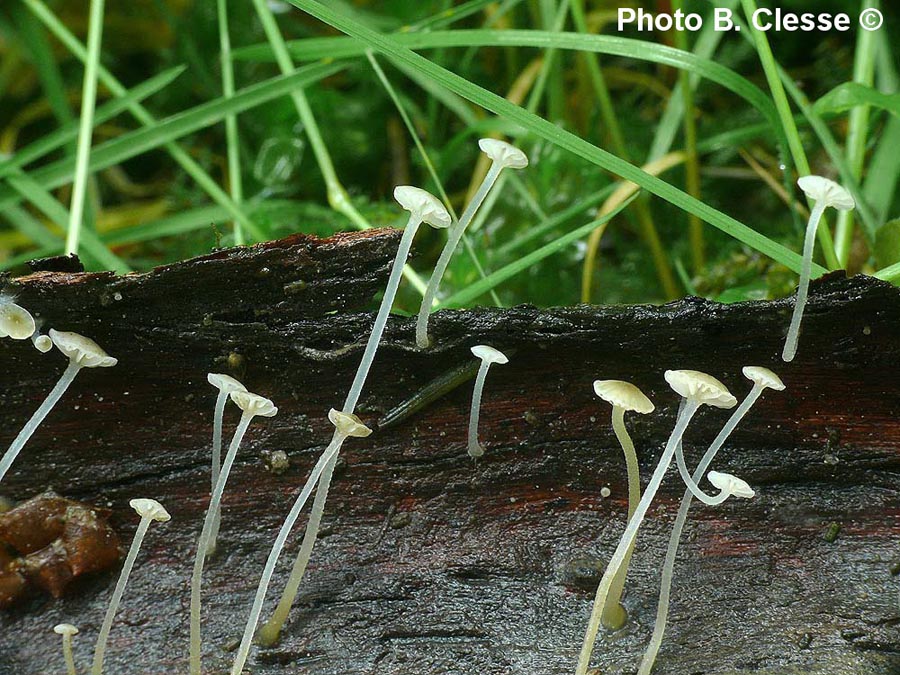 Mycena speirea