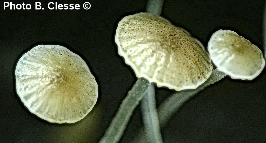 Mycena speirea