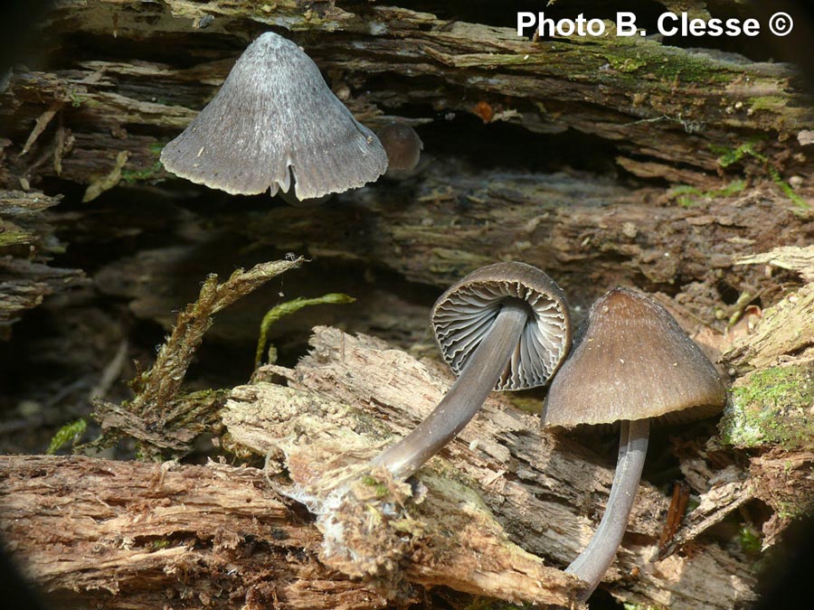 Mycena stipata