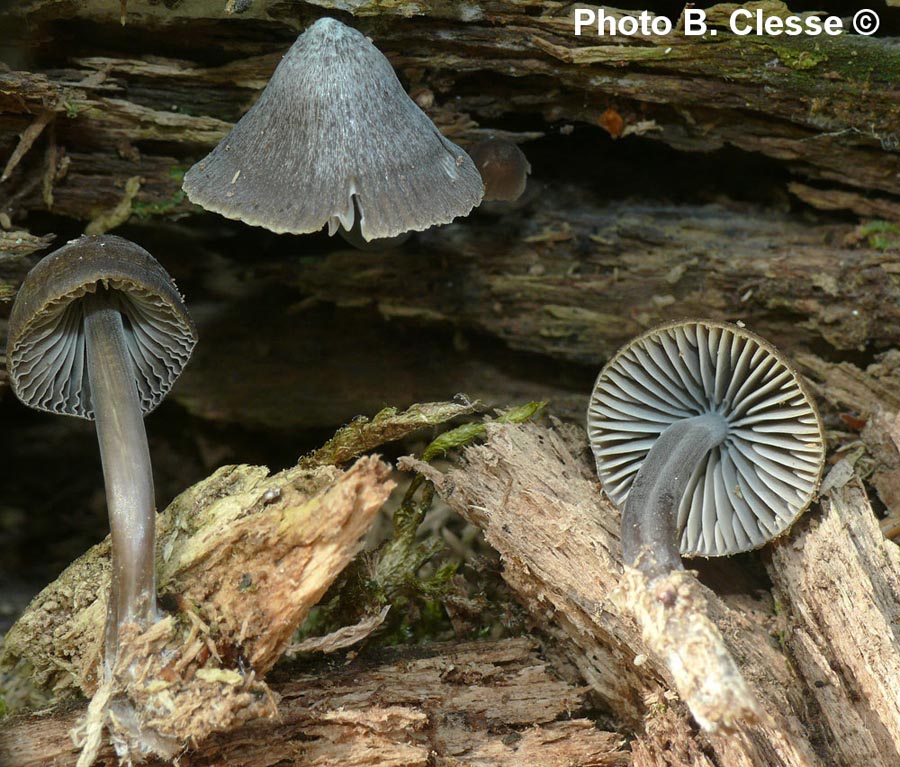 Mycena stipata