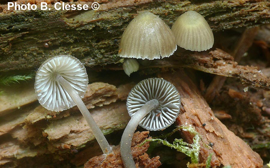 Mycena stipata