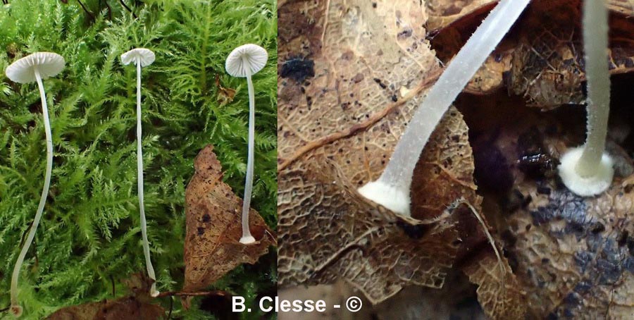 Marasmius torquescens