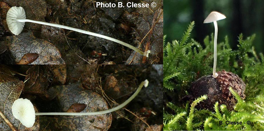 Mycena stylobates