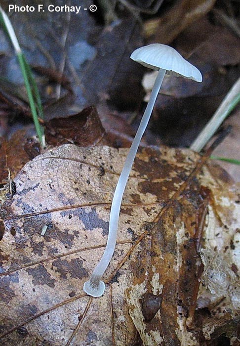 Mycena stylobates